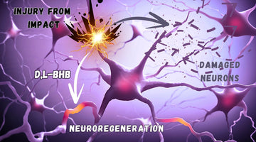 Exploring New Hope for Neuroregeneration: The Promise of Sodium-D,L-Beta-Hydroxybutyrate